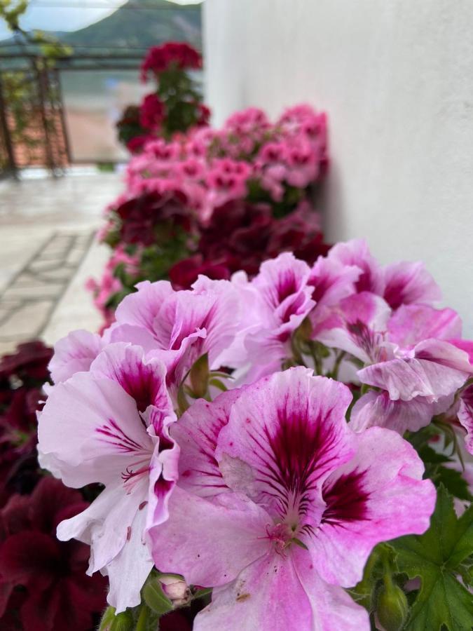 Apartments Vucinovic Tivat Exterior photo